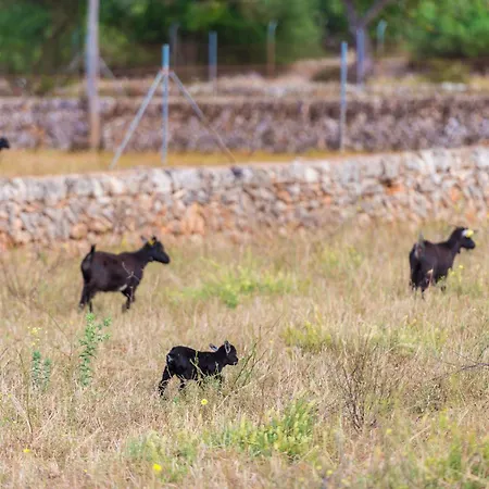 Sa Vinyota Villa Llubi